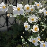 シュウメイギク,秋明菊,シュウメイギク（秋明菊）,シュウメイギク 白の画像