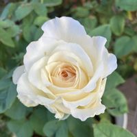 バラ パールイヤリング,お花,ばら バラ 薔薇,おうち園芸,庭の画像