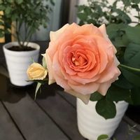 バラ ブラスバンド,お花,ばら バラ 薔薇,おうち園芸,庭の画像