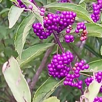 花のある暮らし,植物のある暮らし,ビオガーデン,広い庭,庭の画像