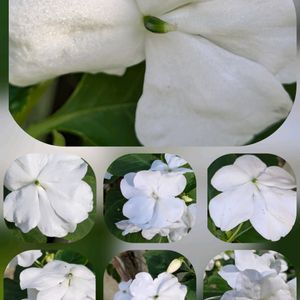 インパチェンス,バラ,バラ,ルリマツリ,キバナコスモスの画像