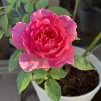 バラ シェエラザード,お花,ばら バラ 薔薇,おうち園芸,庭の画像