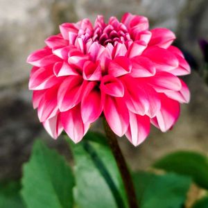 ダリア,鉢植え,ピンクの花,ピンクワールドへ ようこその画像