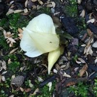 ミョウガの花,ミョウガの花,ミョウガ,ミョウガ,花のある暮らしの画像