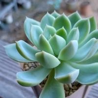 ハオルチア,ハオルチア アクエア,つぶつぶ屋かもめ,グラプトベリア属,ほむらさん里親苗の画像