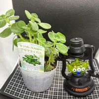 アロマティカス,多肉植物,観葉植物,プレクトランサス属,産直の画像