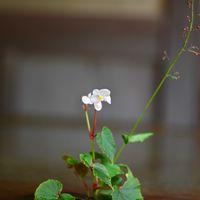 シュウカイドウ,ハゼラン,生け花,今日のお花,滋賀 叶 匠壽庵 寿長生の郷の画像