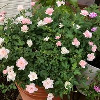 ミニバラ ミスピーチ姫,お花,ばら バラ 薔薇,おうち園芸,庭の画像