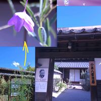 マツ,ルリヤナギ,ノリウツギ,トウガラシ,ハス（蓮）の画像