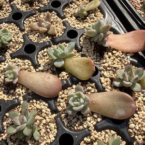 紅葉,多肉植物,葉挿し,エケベリア属,バルビナエア属の画像