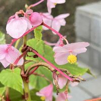 コキア,シュウカイドウ,スイカズラ,今日のお花,今朝のウォーキングの画像