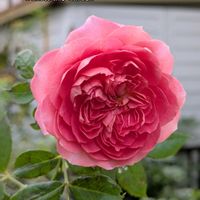 バラ,バラ,ガーデニング,花のある暮らし,バラのある暮らしの画像