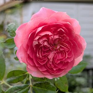 バラ,バラ,ガーデニング,花のある暮らし,バラのある暮らしの画像