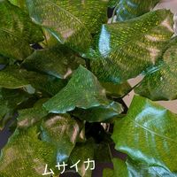 カラテア,観葉植物の画像