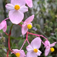 シュウカイドウ,ミント,ミョウガの花,秋海棠,ミョウガの画像
