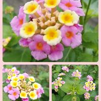 ランタナ,コラージュ仲間達,お出かけ先の画像