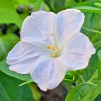 キンモクセイ,ケイトウ,金木犀,白妙向日葵,白花ホトトギスの画像