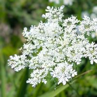 ノラ ニンジン,ノラニンジン（野良人参）,お花の画像