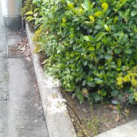 亀甲竜,ウルトラマン怪獣の画像
