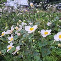 シュウメイギク,港の見える丘公園,すこっぷのお仕事の画像