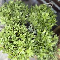 多肉植物,多肉植物寄せ植え,ハオルチア属,みどりのある暮らし,おうち時間の画像