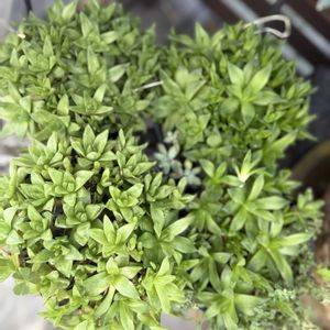 多肉植物,多肉植物寄せ植え,ハオルチア属,みどりのある暮らし,おうち時間の画像