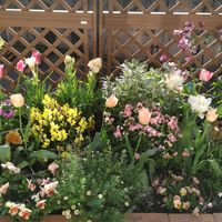 アサギリソウ,チューリップ,ヒューケラ,花かんざし,ラナンキュラス　ラックスの画像