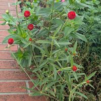 千日紅（せんにちこう）,花壇,うちの庭,花壇・植え込み,広い庭の画像