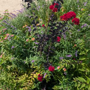 サルスベリ ブラックパール,花壇,うちの庭,広い庭,家庭菜園の画像