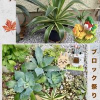 アガベ・ベネズエラ,アガベ・五色万代,アガベ 風雷神,アガベ テマカプリネンシス,地植えの画像