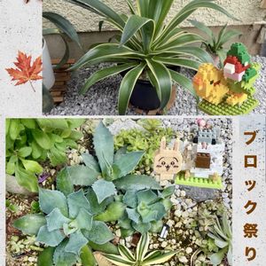アガベ・ベネズエラ,アガベ・五色万代,アガベ 風雷神,アガベ テマカプリネンシス,地植えの画像