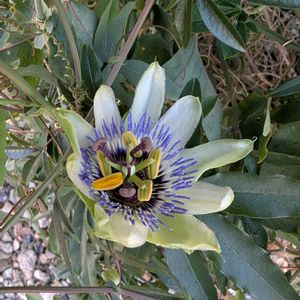 トケイソウ,花壇,うちの庭,花壇・植え込み,広い庭の画像