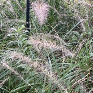 チカラシバ(力芝),雑草,多年草,イネ科,公園散歩の画像