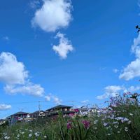 コスモス,青空と…の画像