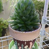 ハオルチア,多肉植物,観葉植物,お花の画像