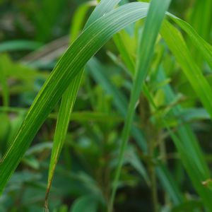 ハオルチア,多肉植物,観葉植物,塊根植物,サボテン科の画像