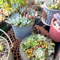 多肉植物,多肉寄せ植え,GS日和,庭の画像