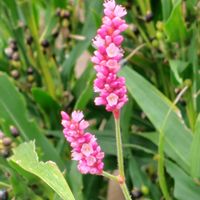 オオケタデ,オオベニタデ,ベニバナオオケタデ,GSに感謝。,植物観察の画像