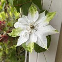 クレマチス,クレマチス雪おこし,山野草,白い花,放置栽培の画像