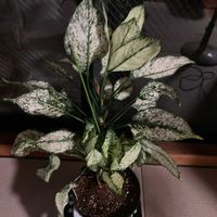 アグラオネマの画像