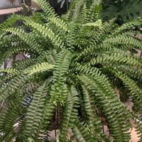 シダ,ネフロレピス,観葉植物,植物のある暮らし,こまりねこ ネフロレピスの画像