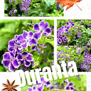 デュランタ,デュランタ 宝塚,青い花,花のある暮らし,やっぱり花が好き♡の画像