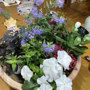 マイブーム,花のある暮らし,大好き♡︎ʾʾ,チーム福岡,われら17年組の画像