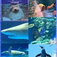 シャリンバイ,コマツヨイグサ,ハマエンドウ,繋がりに感謝✨,浜辺の花の画像