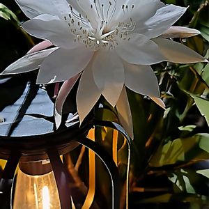 姫月下美人,花のある暮らし,育てる喜び,いつもありがとう(*^。^*)✌️,熊本を思うの画像