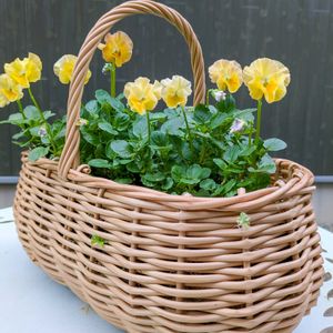 こぼれ種ビオラ,花のある暮らし,岩手県,季節を感じる暮らしの画像