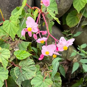 シュウカイドウ,ピンクの花,花のある暮らし,今日のお花,お出かけ先の画像