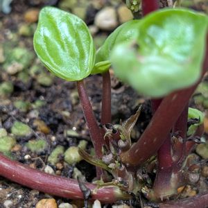 祈る震災復興,花のある暮らし,緑のある暮らし,みどり大好き,人に優しくの画像