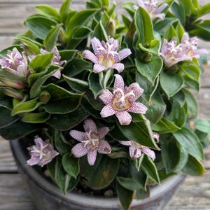 チャボホトトギス,秋海棠(しゅうかいどう),山野草,花のある暮らし,季節のお花の画像