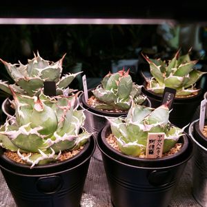 アガベ,アガベ チタノタ,多肉植物,観葉植物,グリーンの画像